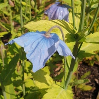 Meconopsis 'Inverewe'